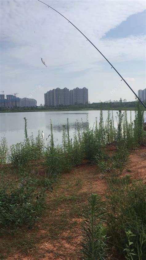 固城湖垂钓指南-第1张图片-彩蝶百科