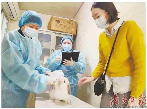 宠物兔的免疫接种-第1张图片-彩蝶百科