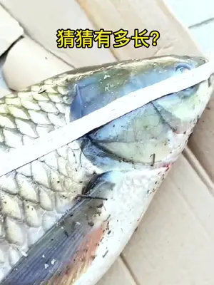 用玉米钓草鱼钓底还是钓浮-第1张图片-彩蝶百科