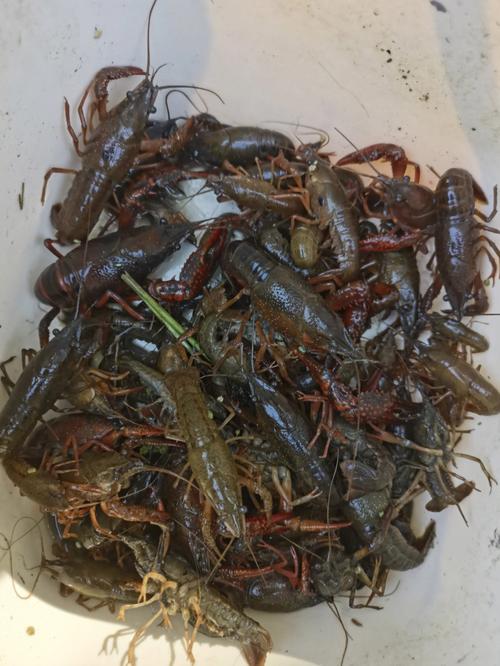 香河7号龙虾电话-第1张图片-彩蝶百科
