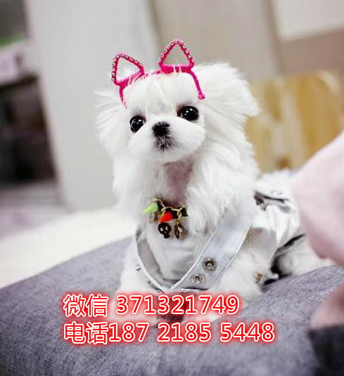 小狗应该买什么玩具-第1张图片-彩蝶百科 小狗应该买什么玩具-第1张图片-彩蝶百科