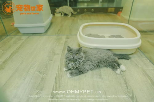 宠物店可以寄养吗-第1张图片-彩蝶百科
