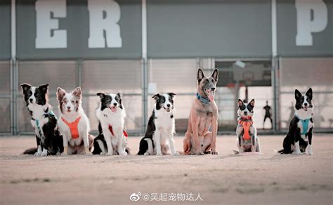 宠物学技能的等级-第1张图片-彩蝶百科