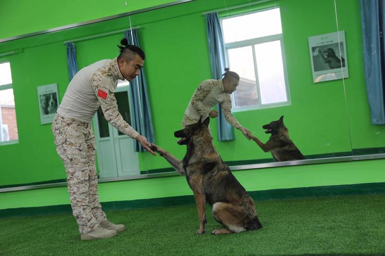 宠物训犬学校培训价格表-第1张图片-彩蝶百科