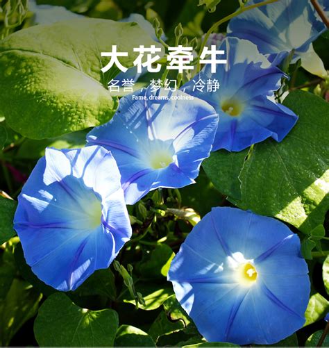 进口垂钓牵牛-第1张图片-彩蝶百科 进口垂钓牵牛-第1张图片-彩蝶百科