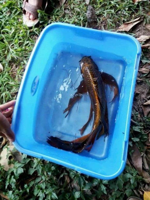 锦鲤怎样垂钓视频-第1张图片-彩蝶百科 锦鲤怎样垂钓视频-第1张图片-彩蝶百科