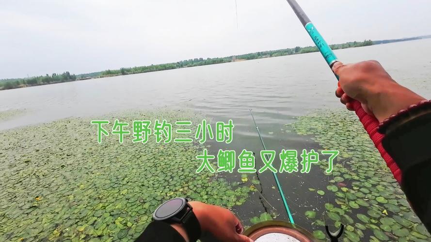 清河垂钓直播-第1张图片-彩蝶百科