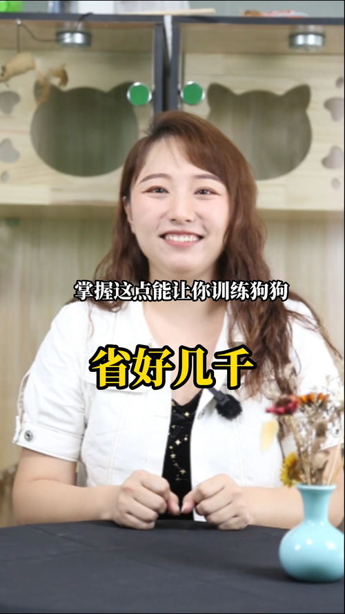 边牧手机壁纸-第1张图片-彩蝶百科 边牧手机壁纸-第1张图片-彩蝶百科
