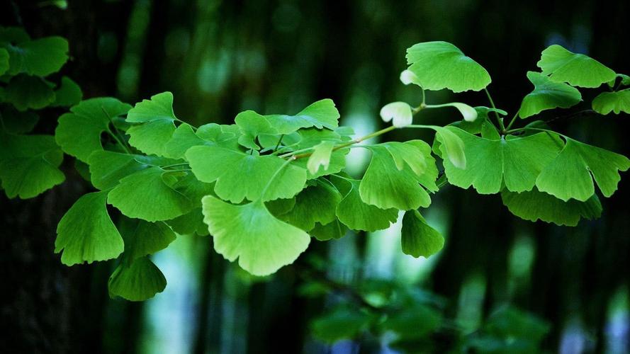 选择适合宠物的浅绿色壁纸-第1张图片-彩蝶百科 选择适合宠物的浅绿色壁纸-第1张图片-彩蝶百科