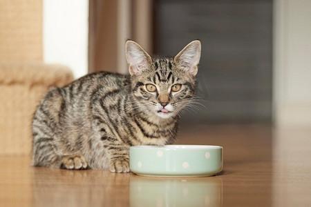 宠物猫的饮食指南-第1张图片-彩蝶百科