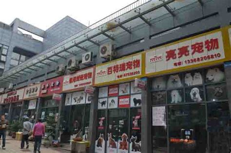 宿州宠物狗市场在哪里呀-第1张图片-彩蝶百科 宿州宠物狗市场在哪里呀-第1张图片-彩蝶百科