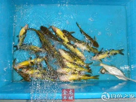 筏钓如何收竿-第1张图片-彩蝶百科