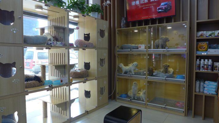 大庆萨尔图宠物店地址-第1张图片-彩蝶百科 大庆萨尔图宠物店地址-第1张图片-彩蝶百科