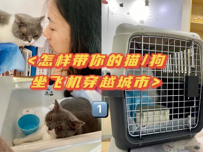 航空托运宠物需要什么条件-第1张图片-彩蝶百科 航空托运宠物需要什么条件-第1张图片-彩蝶百科