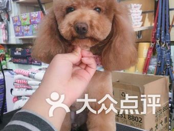 甘肃宠物学校-第1张图片-彩蝶百科