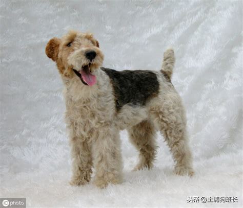 宠物犬养殖场的管理与经营要点-第1张图片-彩蝶百科 宠物犬养殖场的管理与经营要点-第1张图片-彩蝶百科