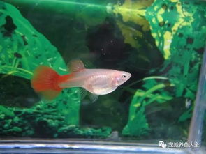 淡水雕鱼品种图片大全大图-第1张图片-彩蝶百科