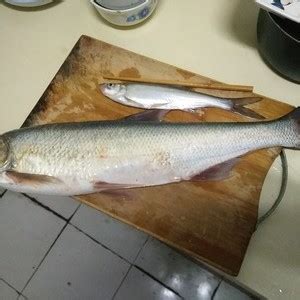 乳山钓鱼网-第1张图片-彩蝶百科
