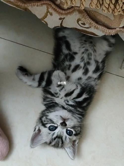石家庄宠物猫养护指南-第1张图片-彩蝶百科 石家庄宠物猫养护指南-第1张图片-彩蝶百科