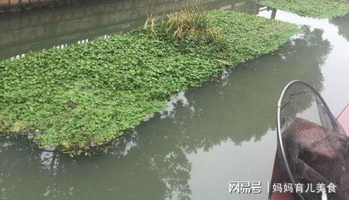 城市河道钓鱼违法吗-第1张图片-彩蝶百科