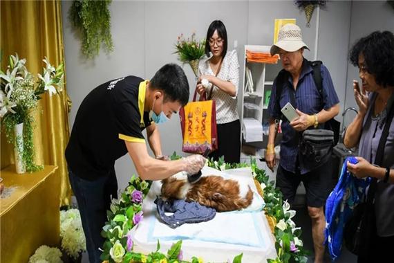 杭州宠物殡葬服务价格-第1张图片-彩蝶百科