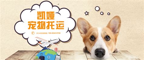 阳光宠物诊所电话-第1张图片-彩蝶百科