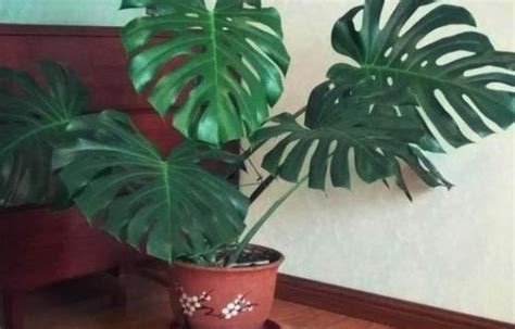 垂钓植物大全：叶子带绒毛-第1张图片-彩蝶百科