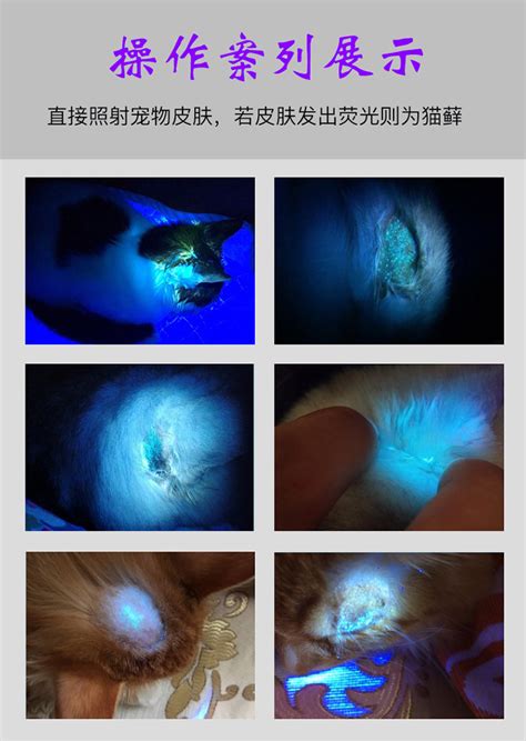 宠物伍德氏灯的应用-第1张图片-彩蝶百科 宠物伍德氏灯的应用-第1张图片-彩蝶百科