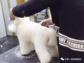 济南宠物美容学校开学通知-第1张图片-彩蝶百科
