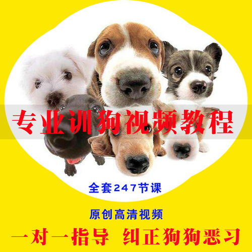 训练宠物动作教程:建立良好的关系和行为-第1张图片-彩蝶百科 训练宠物动作教程:建立良好的关系和行为-第1张图片-彩蝶百科
