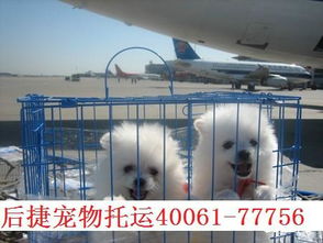 中国国际航空宠物托运指南-第1张图片-彩蝶百科