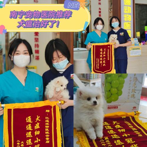 南宁市宠物医院推荐-第1张图片-彩蝶百科 南宁市宠物医院推荐-第1张图片-彩蝶百科