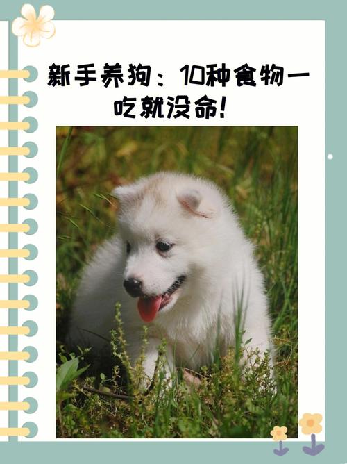 古代养宠物的危险程度是什么-第1张图片-彩蝶百科