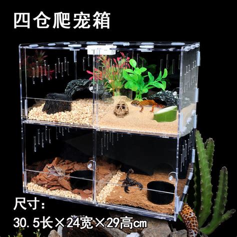 养青蛙宠物-第1张图片-彩蝶百科