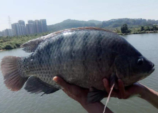 罗甸罗非垂钓最佳季节指南-第1张图片-彩蝶百科