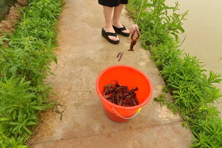 钓龙虾好玩吗-第1张图片-彩蝶百科 钓龙虾好玩吗-第1张图片-彩蝶百科