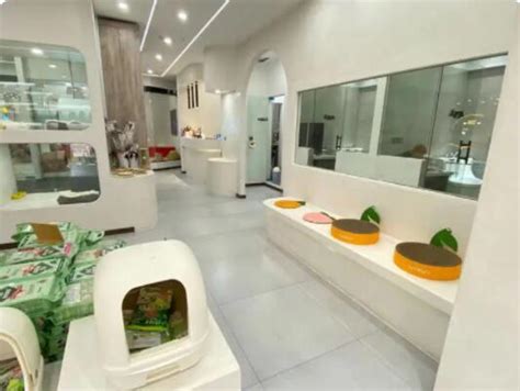 厦门恬莫宠物店电话-第1张图片-彩蝶百科
