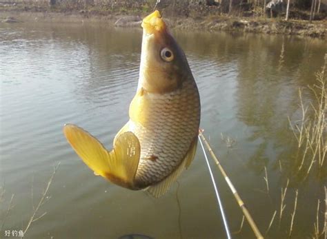 夏季钓鱼深度适合的水位-第1张图片-彩蝶百科 夏季钓鱼深度适合的水位-第1张图片-彩蝶百科
