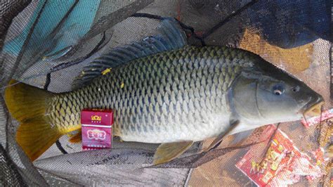 1.普通鲤鱼(CommonCarp)-第1张图片-彩蝶百科