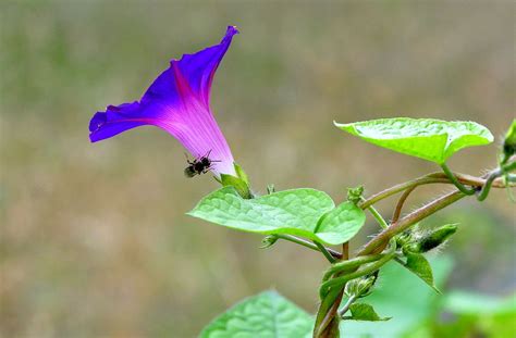 牵牛花可以插杆培养吗-第1张图片-彩蝶百科 牵牛花可以插杆培养吗-第1张图片-彩蝶百科