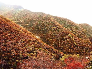 门头沟钓鱼农家院-第1张图片-彩蝶百科