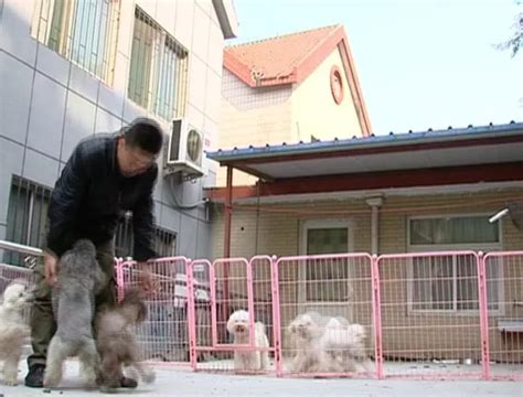 宠物店能不能换狗粮-第1张图片-彩蝶百科 宠物店能不能换狗粮-第1张图片-彩蝶百科