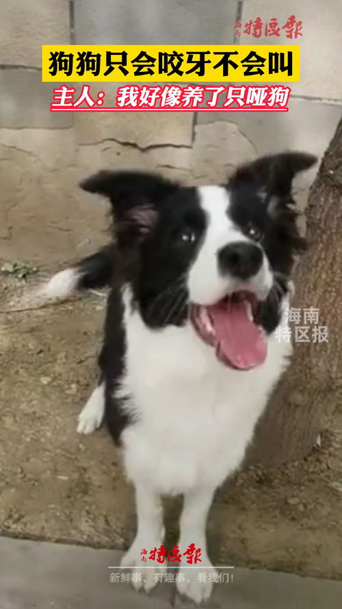 养什么宠物不会咬主人-第1张图片-彩蝶百科 养什么宠物不会咬主人-第1张图片-彩蝶百科