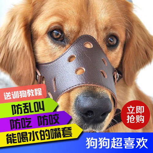 宠物吹水机哪个牌子好用-第1张图片-彩蝶百科