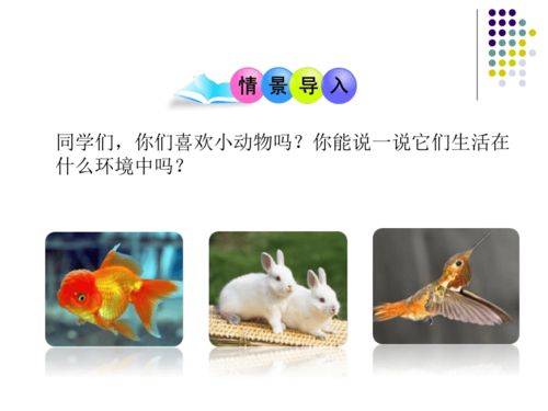 北京宠物节2022-第1张图片-彩蝶百科 北京宠物节2022-第1张图片-彩蝶百科