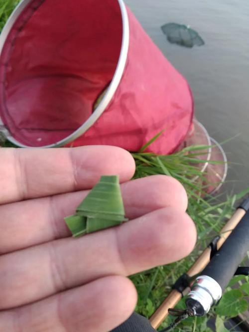 钓草鱼挂草是钓浮吗-第1张图片-彩蝶百科 钓草鱼挂草是钓浮吗-第1张图片-彩蝶百科