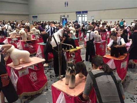 重庆市宠物行业发展现状与趋势分析-第1张图片-彩蝶百科