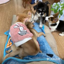 广州番禺卖宠物-第1张图片-彩蝶百科 广州番禺卖宠物-第1张图片-彩蝶百科