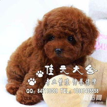 小孩子适合买的宠物-第1张图片-彩蝶百科 小孩子适合买的宠物-第1张图片-彩蝶百科