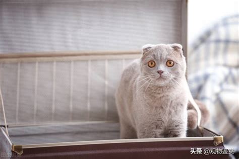 嫩江宠物运输：如何安全、舒适地运输宠物？-第1张图片-彩蝶百科